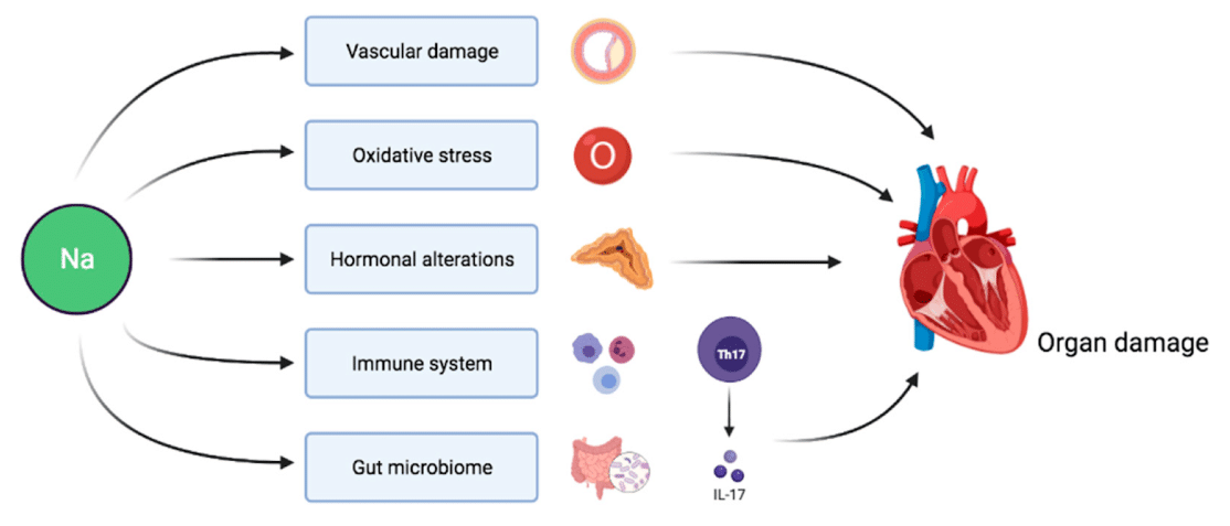 Natrium und seine Auswirkungen auf die Herzgesundheit